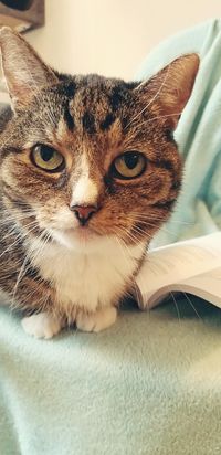 Getigerte Katze auf einem Stuhl mit Buch