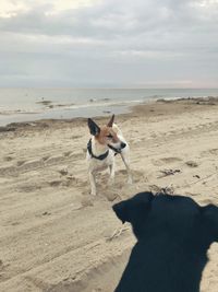 Terrier am Strand