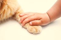 Katzenpfote und Babyhand