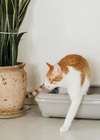 Foto von rot-weißer Katze, die aus der Katzentoilette steigt